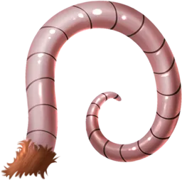 Rat Tail